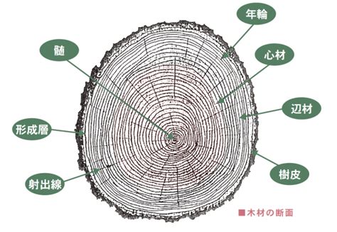 木 元素|樹木の部位別元素組成